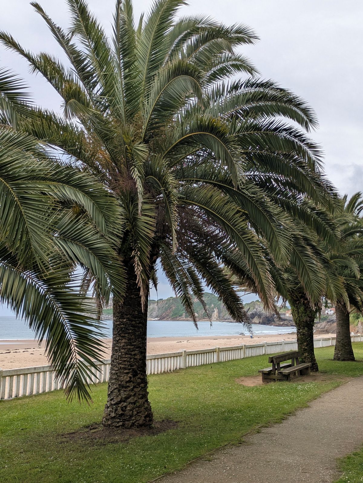 19-Palmen säumen die Strandpromenade
